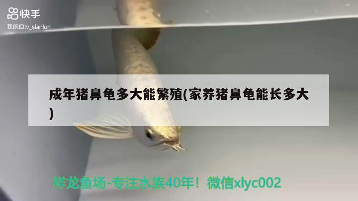 成年豬鼻龜多大能繁殖(家養(yǎng)豬鼻龜能長多大)