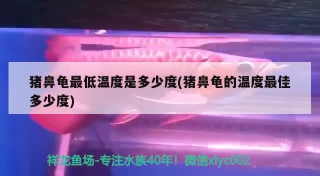 豬鼻龜最低溫度是多少度(豬鼻龜的溫度最佳多少度)