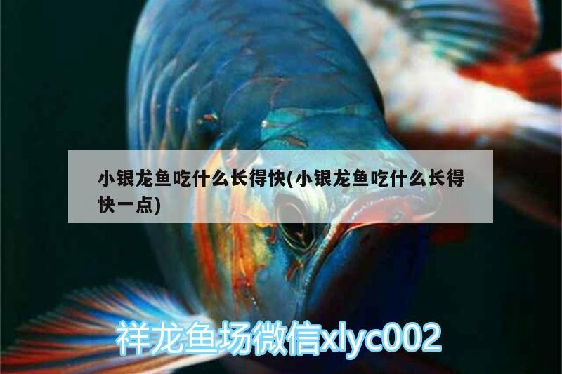 小銀龍魚吃什么長(zhǎng)得快(小銀龍魚吃什么長(zhǎng)得快一點(diǎn))