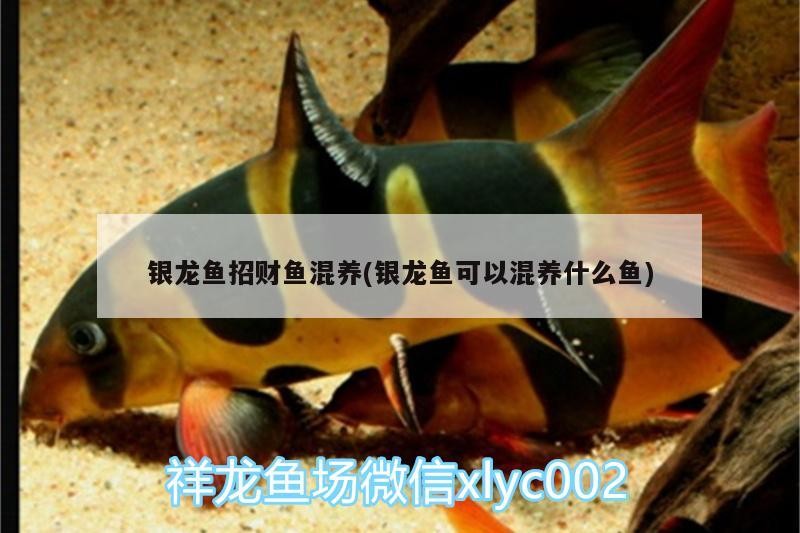銀龍魚招財魚混養(yǎng)(銀龍魚可以混養(yǎng)什么魚)