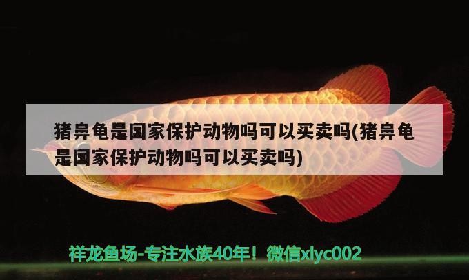 豬鼻龜是國家保護動物嗎可以買賣嗎(豬鼻龜是國家保護動物嗎可以買賣嗎)
