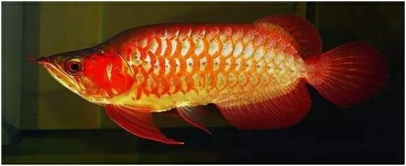 各種龍魚的寓意是什么意思啊