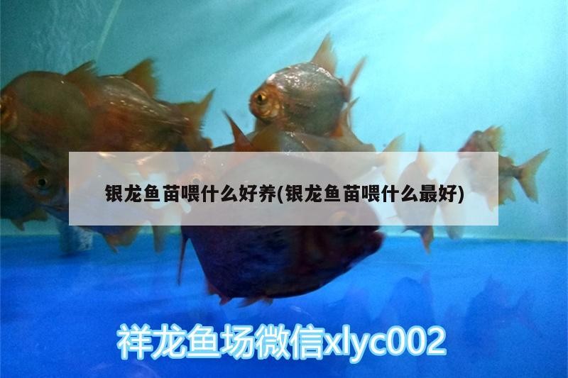 銀龍魚苗喂什么好養(yǎng)(銀龍魚苗喂什么最好)