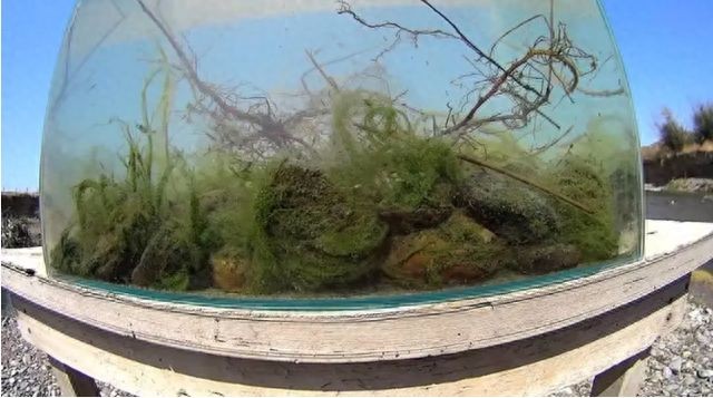 大自然魚缸怎么樣