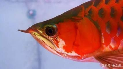 紅龍魚顏色變黑了還能活嗎：紅龍魚顏色變黑可能由多種因素引起疾病、環(huán)境因素引起