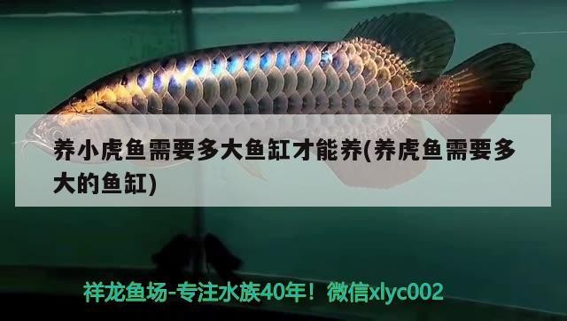 養(yǎng)小虎魚需要多大魚缸才能養(yǎng)(養(yǎng)虎魚需要多大的魚缸)
