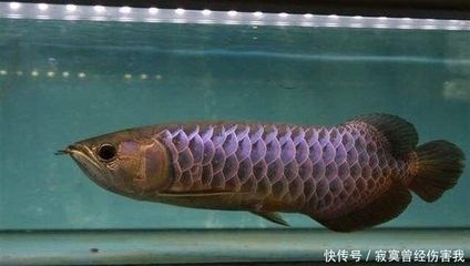 龍魚病癥與治療方法有哪些