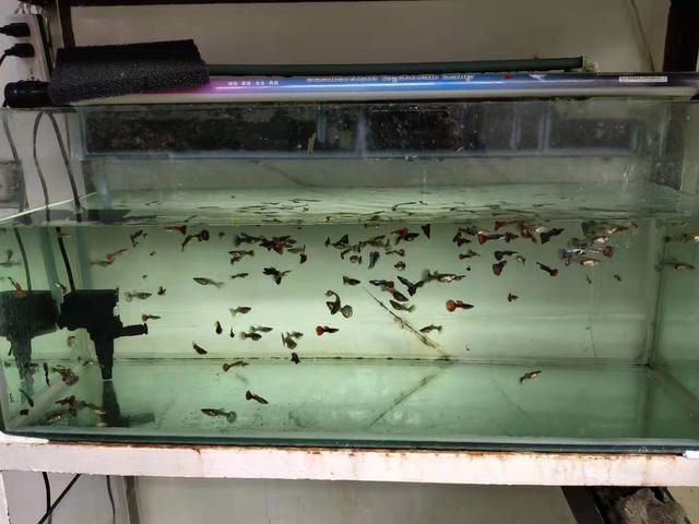 100的魚缸適合養多大的魚苗