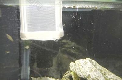 100的魚缸適合養多大的魚苗