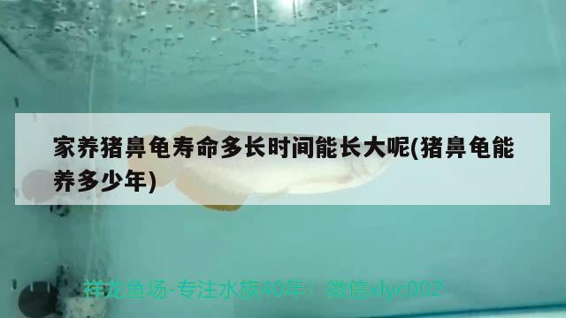 家養豬鼻龜壽命多長時間能長大呢(豬鼻龜能養多少年)
