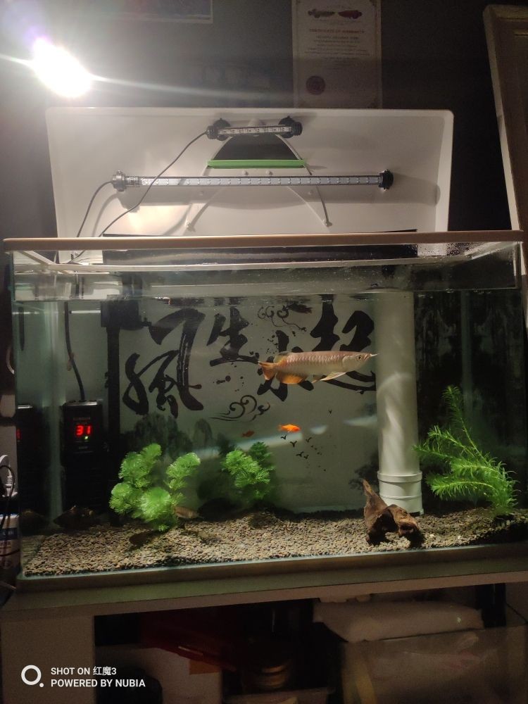 斗魚用加熱棒嗎用過濾器嗎