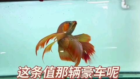 紅龍魚一直喂蝦行嗎