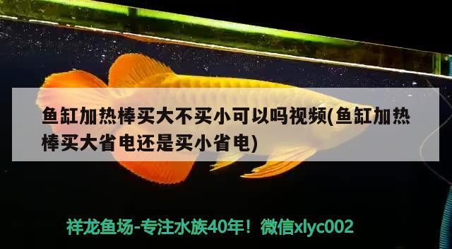 魚缸加熱棒買大不買小可以嗎視頻(魚缸加熱棒買大省電還是買小省電) 魚缸加熱棒買大不買小可以嗎視頻(魚缸加熱棒買大省電還是買小省電) 虎魚百科