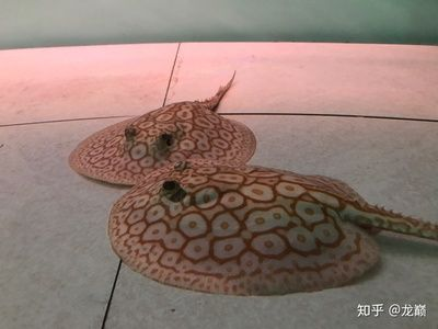 魟魚(yú)卷邊怎么辦：魟魚(yú)卷邊怎么辦[需手動(dòng)填充]魚(yú)卷邊怎么辦