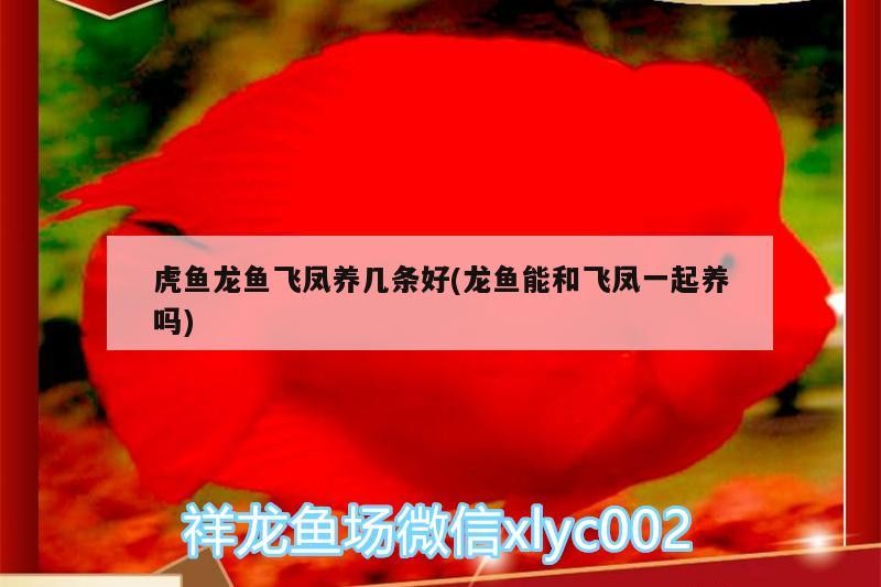 虎魚(yú)龍魚(yú)飛鳳養(yǎng)幾條好(龍魚(yú)能和飛鳳一起養(yǎng)嗎)