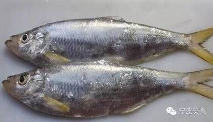 福魟魟魚日常飲食管理