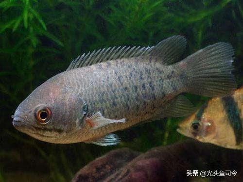 福魟魟魚日常飲食管理