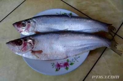 福魟魟魚日常飲食管理