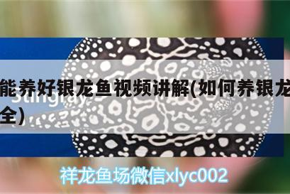 怎么能養好銀龍魚視頻講解(如何養銀龍魚視頻大全)