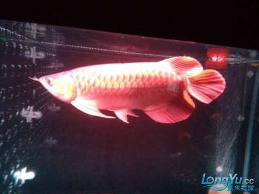 太原紅龍魚市場：太原市紅龍魚市場
