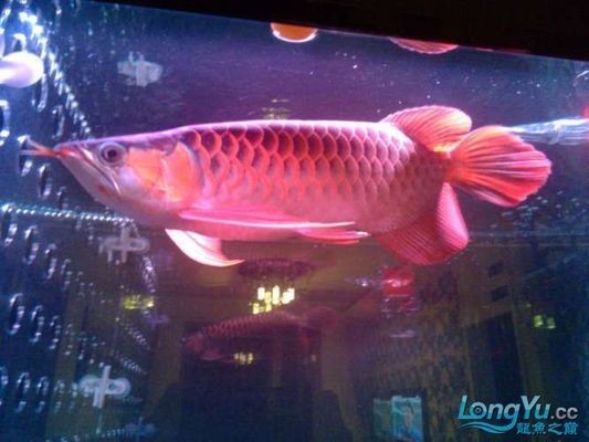 太原紅龍魚市場：太原市紅龍魚市場
