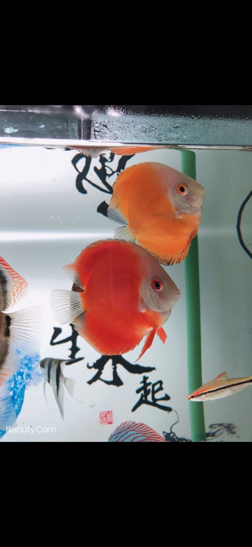 今日下菌王