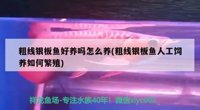 粗線銀板魚好養嗎怎么養(粗線銀板魚人工飼養如何繁殖)