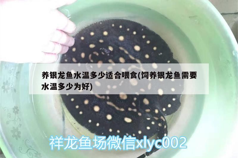 養銀龍魚水溫多少適合喂食(飼養銀龍魚需要水溫多少為好)