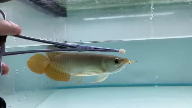 紅龍魚什么牌子好