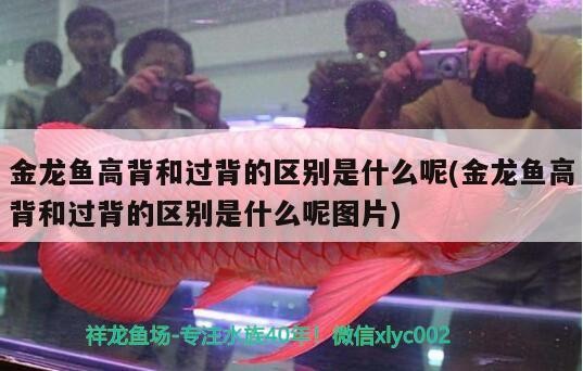 金龍魚高背和過(guò)背的區(qū)別是什么呢(金龍魚高背和過(guò)背的區(qū)別是什么呢圖片)