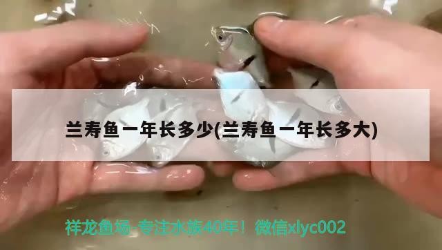 蘭壽魚一年長多少(蘭壽魚一年長多大)