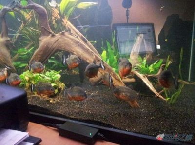 紅腹水虎需要的魚缸尺寸應(yīng)該是長(zhǎng)度在1.2米到1.5米之間：紅腹水虎的飼養(yǎng)技巧