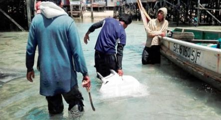 福魟魟魚日常飲食指南，福[需手動填充][需手動填充]魚的飼養需要注意什么