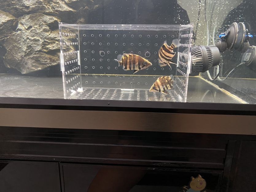 求解釋虎魚為什么放小盒子就明