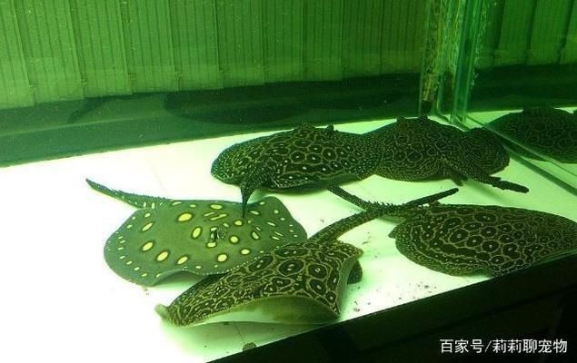 魟魚適宜的水族箱尺寸,飼養魟魚的水族箱尺寸
