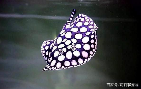 魟魚適宜的水族箱尺寸,飼養魟魚的水族箱尺寸