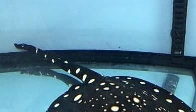 魟魚適宜的水族箱尺寸,飼養魟魚的水族箱尺寸