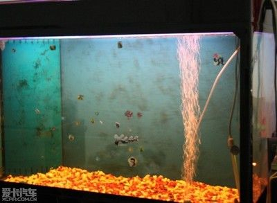 大魚缸哪里買便宜又好：購買大魚缸時應該綜合考慮哪些因素