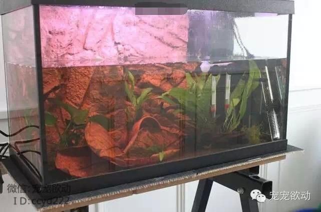 大魚缸哪里買便宜又好：購買大魚缸時應該綜合考慮哪些因素