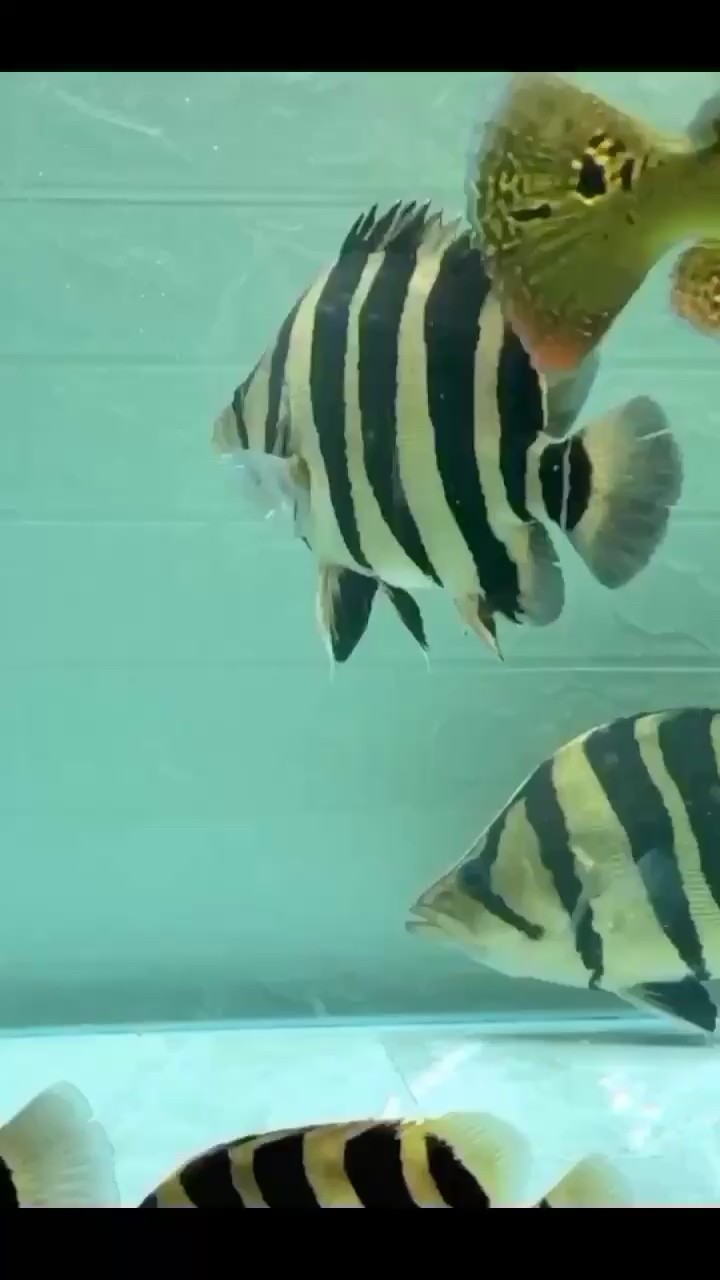 蘇虎分享虎魚最精彩的瞬間