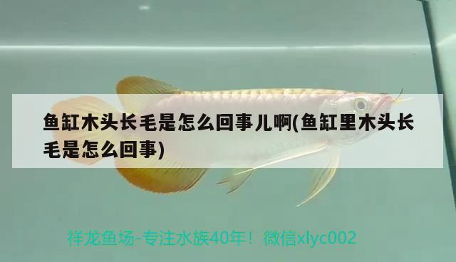 魚缸木頭長毛是怎么回事兒啊(魚缸里木頭長毛是怎么回事)