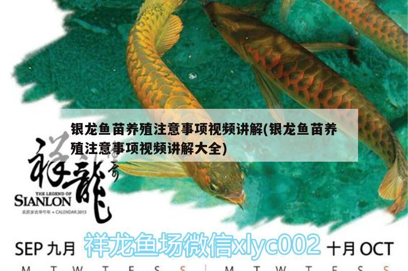 銀龍魚苗養殖注意事項視頻講解(銀龍魚苗養殖注意事項視頻講解大全)