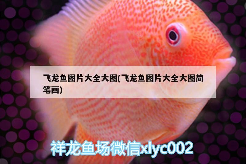 飛龍魚圖片大全大圖(飛龍魚圖片大全大圖簡筆畫)