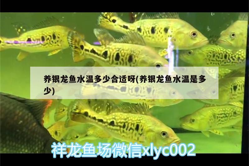 養(yǎng)銀龍魚水溫多少合適呀(養(yǎng)銀龍魚水溫是多少)