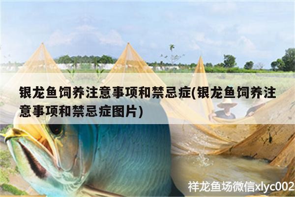 銀龍魚飼養注意事項和禁忌癥(銀龍魚飼養注意事項和禁忌癥圖片)
