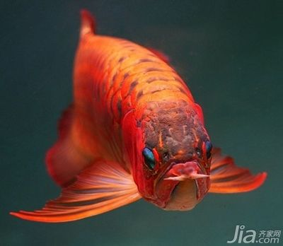 紅龍魚(yú)最貴：紅龍魚(yú)價(jià)格波動(dòng)原因如何鑒別紅龍魚(yú)市場(chǎng)價(jià)格波動(dòng)原因