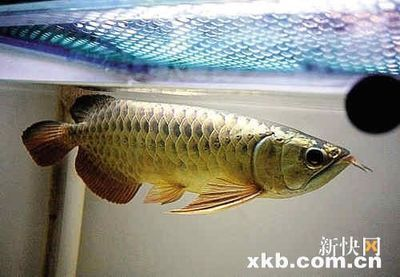 價值百萬的龍魚排名榜