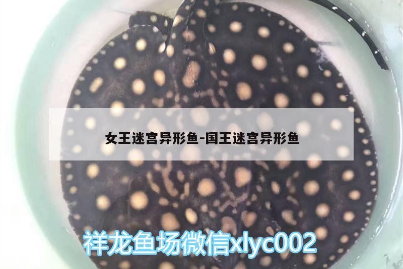 女王迷宮異形魚:國(guó)王迷宮異形魚