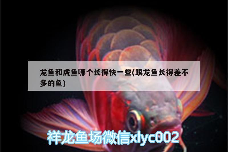 龍魚和虎魚哪個長得快一些(跟龍魚長得差不多的魚)