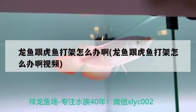 龍魚跟虎魚打架怎么辦啊(龍魚跟虎魚打架怎么辦啊視頻)